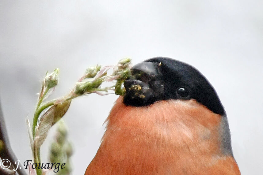 Eurasian Bullfinch male adult, feeding habits, Behaviour