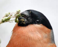 Eurasian Bullfinch