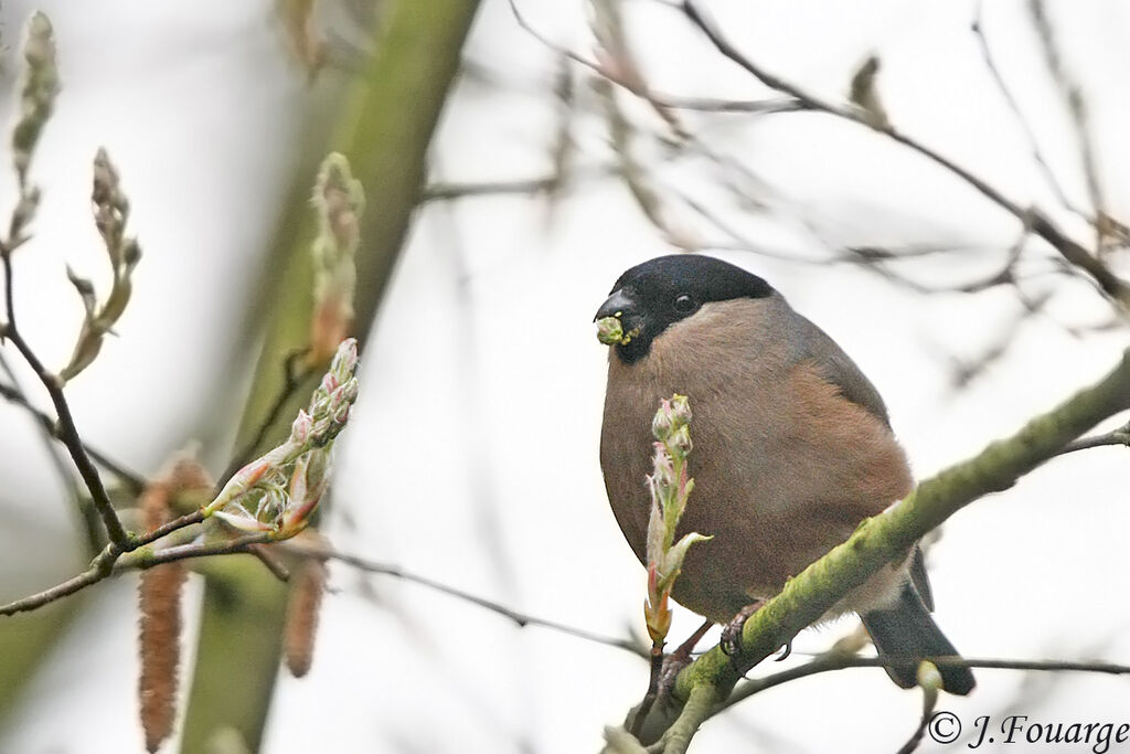 Eurasian Bullfinch female adult, feeding habits, Behaviour