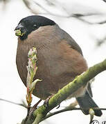 Eurasian Bullfinch