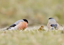 Eurasian Bullfinch