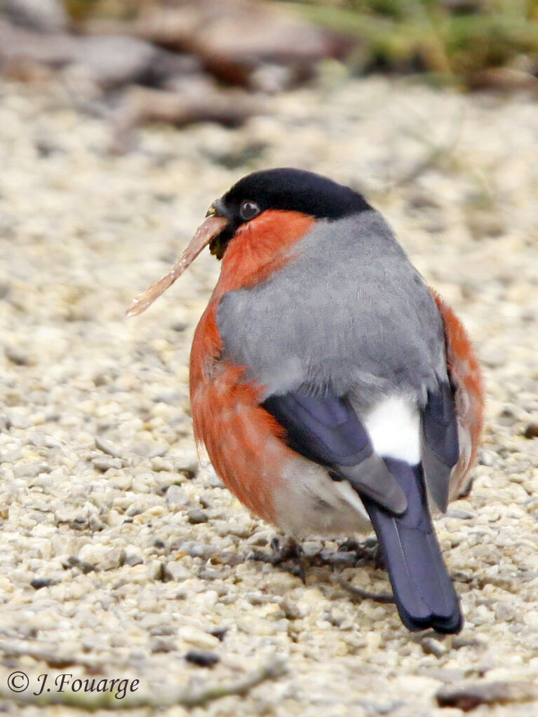 Eurasian Bullfinch male adult, identification, feeding habits, Behaviour