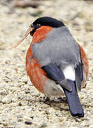 Eurasian Bullfinch