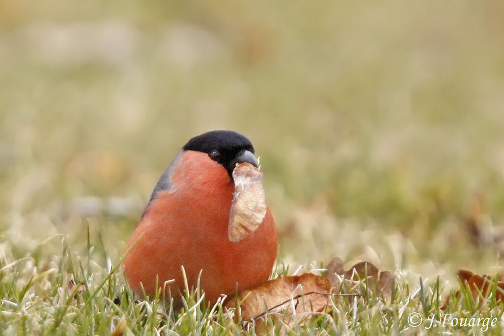 Eurasian Bullfinch male adult, identification, feeding habits, Behaviour