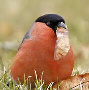 Eurasian Bullfinch