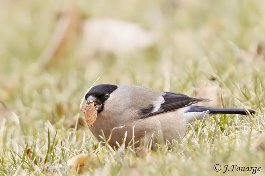 Eurasian Bullfinch female adult, identification, feeding habits, Behaviour