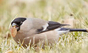 Eurasian Bullfinch