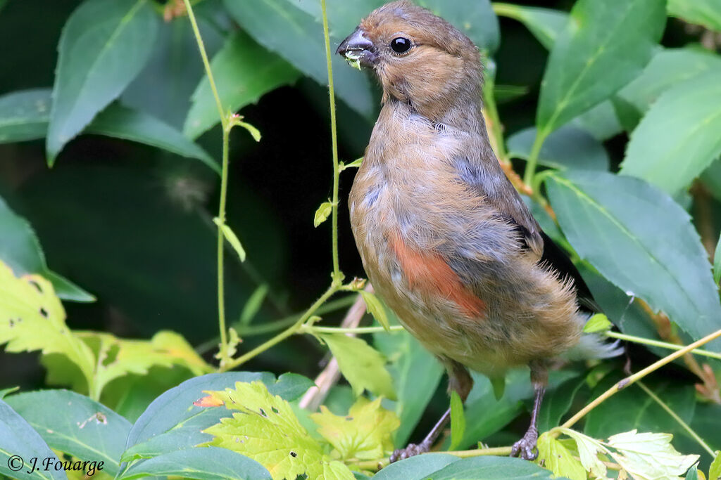 Eurasian Bullfinch