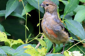 Eurasian Bullfinch