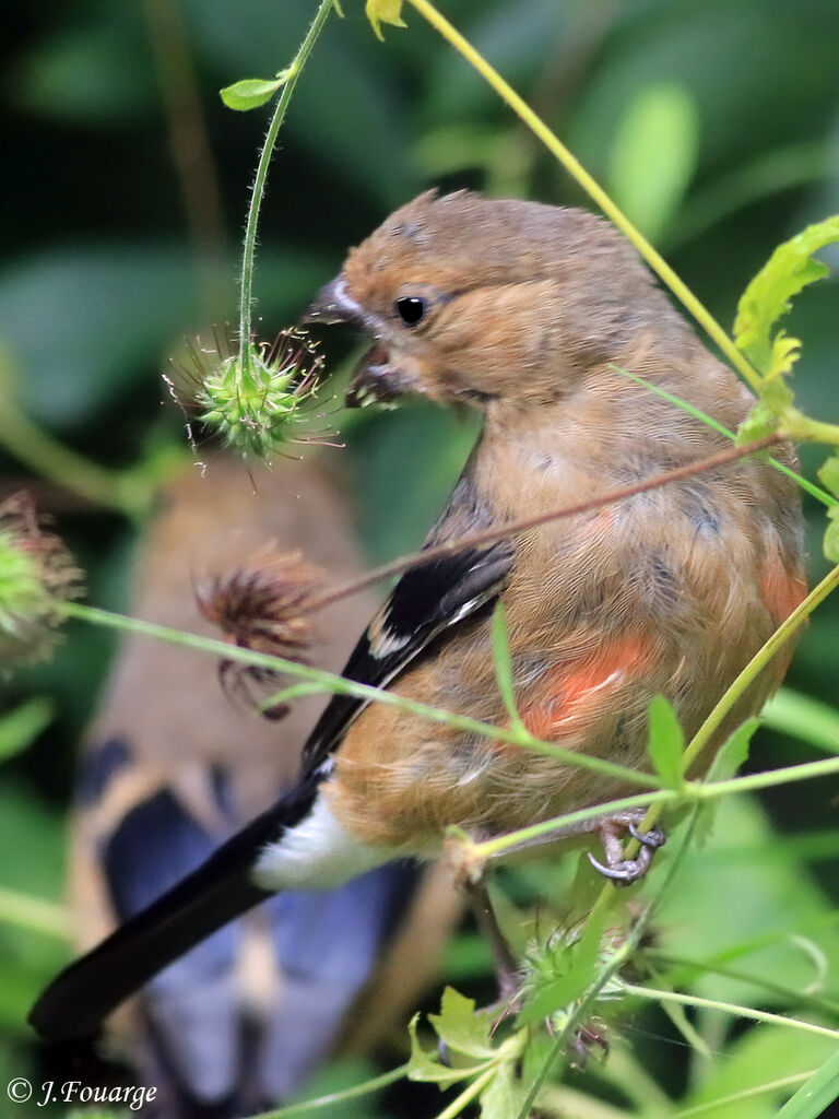 Eurasian Bullfinch, identification, close-up portrait, moulting, feeding habits, eats