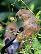 Eurasian Bullfinch