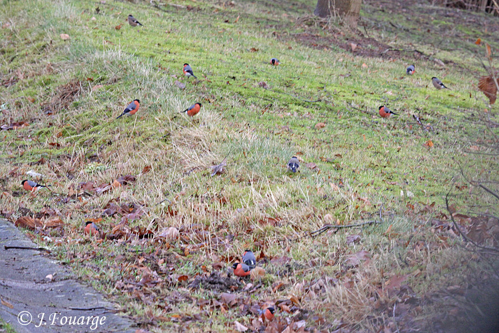 Eurasian Bullfinch, identification, feeding habits, Behaviour