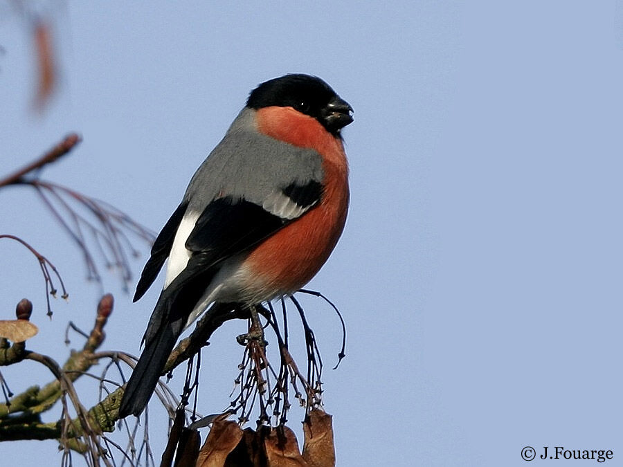 Eurasian Bullfinch