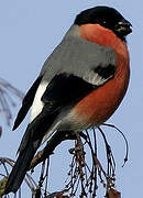 Eurasian Bullfinch