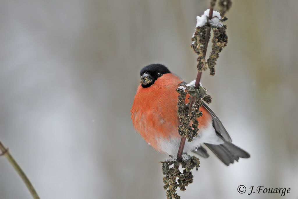 Eurasian Bullfinch male, feeding habits, Behaviour