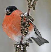 Eurasian Bullfinch