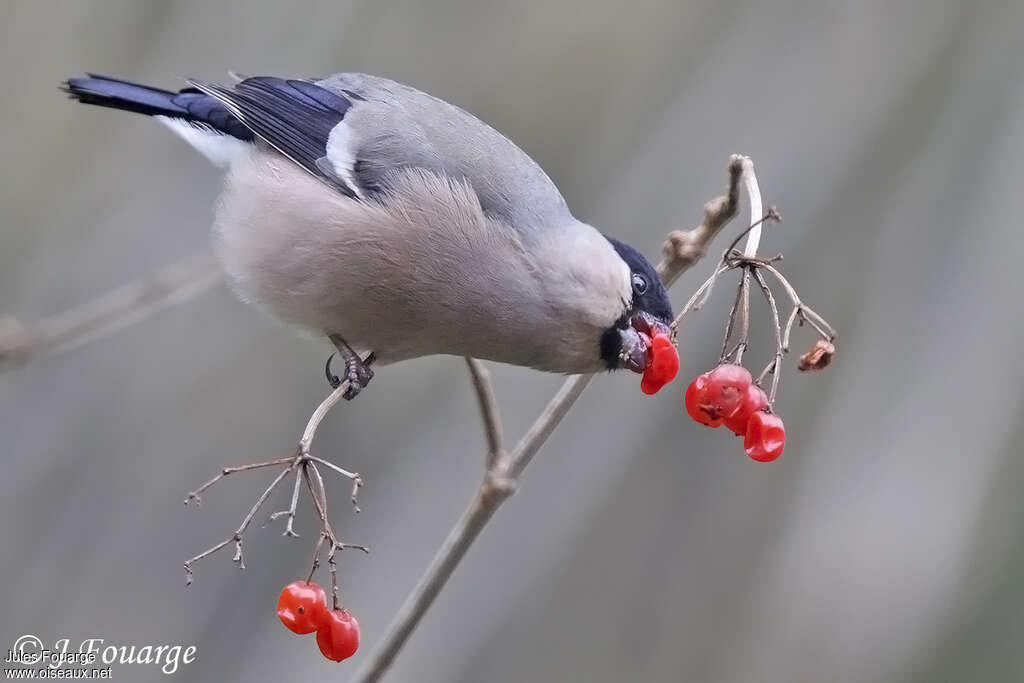 Eurasian Bullfinch female adult, feeding habits, Behaviour