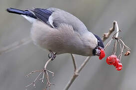 Eurasian Bullfinch