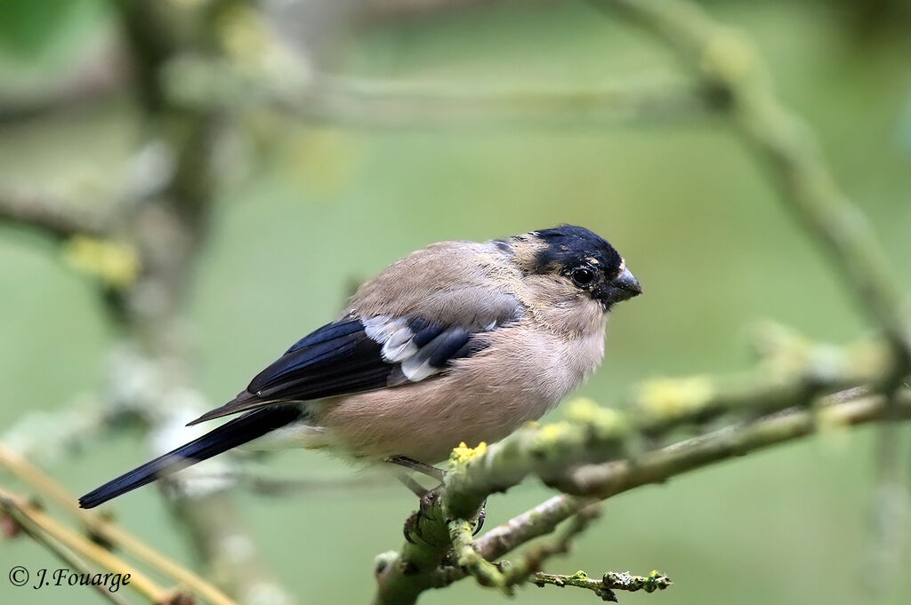 Eurasian Bullfinch, identification, close-up portrait, moulting