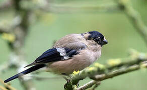 Eurasian Bullfinch