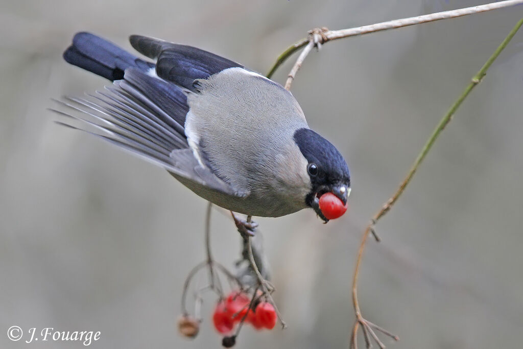 Eurasian Bullfinch female, feeding habits