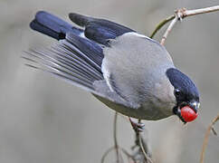 Eurasian Bullfinch