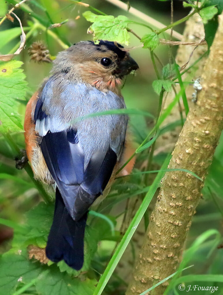 Eurasian Bullfinch, identification, close-up portrait, moulting