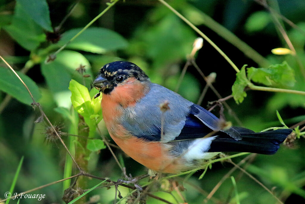 Eurasian Bullfinch, identification, moulting