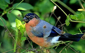 Eurasian Bullfinch