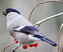 Eurasian Bullfinch