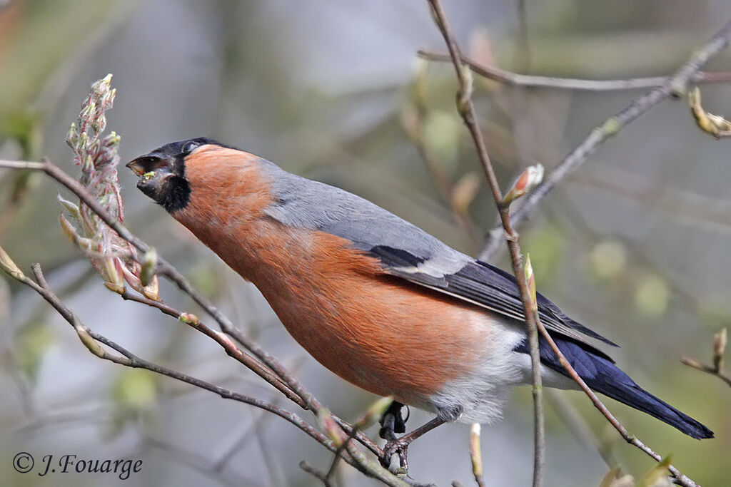 Eurasian Bullfinch male adult, feeding habits, Behaviour