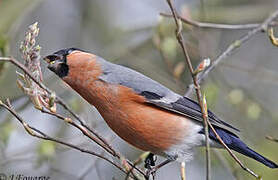 Eurasian Bullfinch