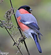 Eurasian Bullfinch