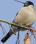 Eurasian Bullfinch