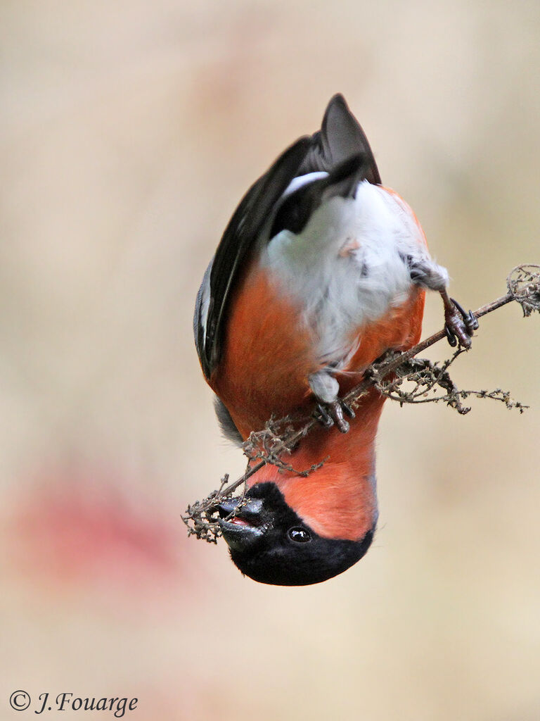 Eurasian Bullfinch male adult, feeding habits, Behaviour