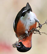 Eurasian Bullfinch