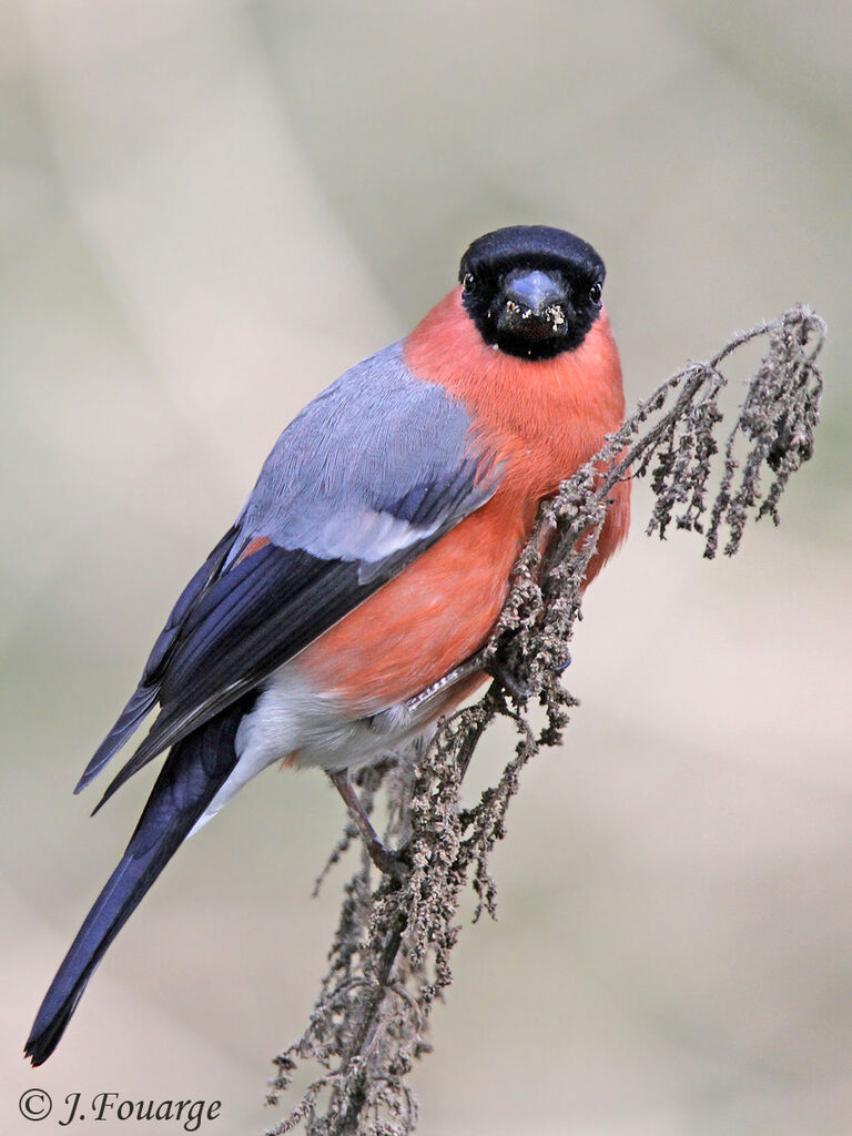 Eurasian Bullfinch male adult, identification, feeding habits, Behaviour