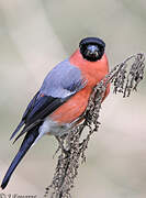 Eurasian Bullfinch