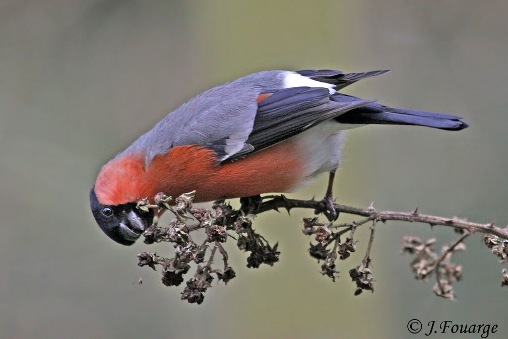 Eurasian Bullfinch male adult, feeding habits, Behaviour