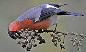 Eurasian Bullfinch