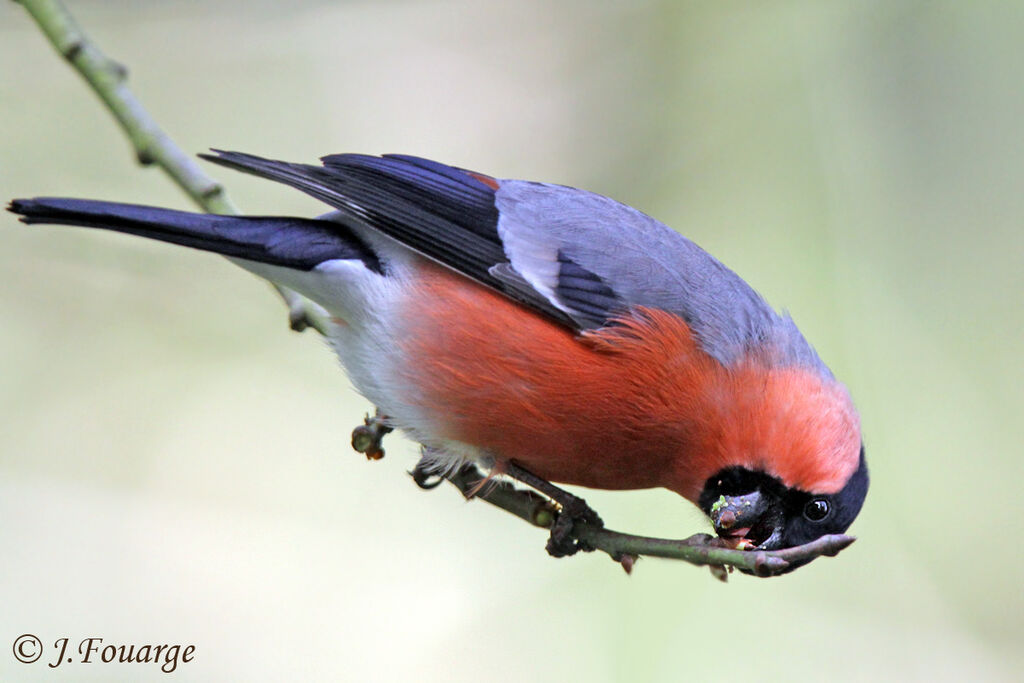 Eurasian Bullfinch male adult, identification, feeding habits, Behaviour