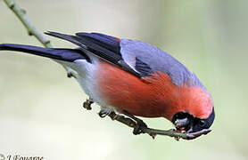 Eurasian Bullfinch