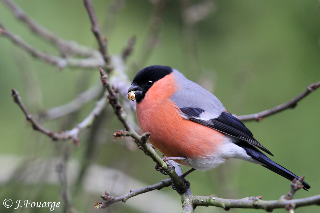 Eurasian Bullfinch male adult, identification, feeding habits, Behaviour