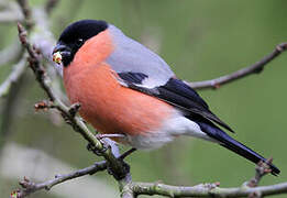 Eurasian Bullfinch