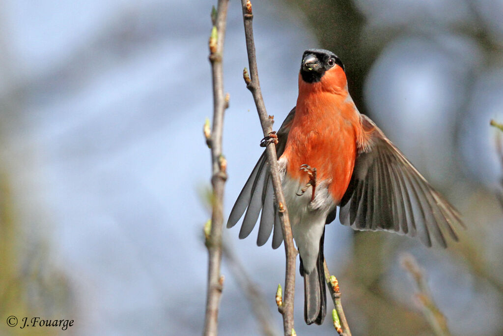 Eurasian Bullfinch male adult, identification, feeding habits