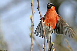 Eurasian Bullfinch