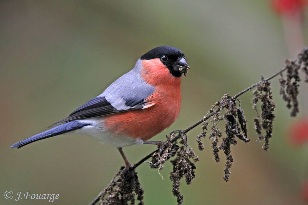 Eurasian Bullfinch male, identification, feeding habits, Behaviour