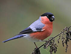 Eurasian Bullfinch