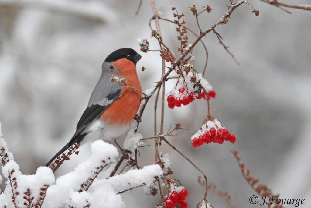 Eurasian Bullfinch male, identification