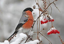 Eurasian Bullfinch